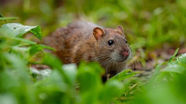 A rat sniffs around plants in Victoria Park, Bath. Picture date: Thursday March 25, 2021.
