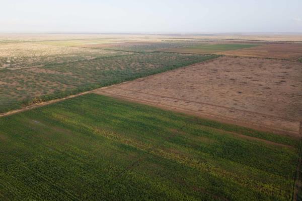 Maize grows at an irrigated plot of land in Matanya village, Tana River County in Eastern Kenya on 1st July 2022, after a group of 120 farmers were supported by Co<em></em>ncern Worldwide to cultivate the land.