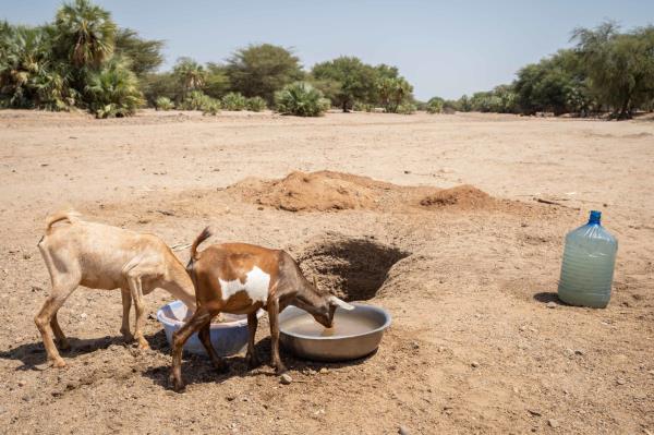 Goats drink at a small well dug by Richard in Turkana County in Northern Kenya, 27-06-22. Image: Lisa Murray/Co<em></em>ncern Worldwide.
