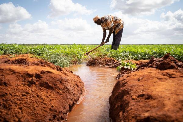 Farah Kedhe Iffo tends to a plot of watermelons in Tana River County in Eastern Kenya, 01-07-2022. Image: Lisa Murray/Co<em></em>ncern Worldwide.