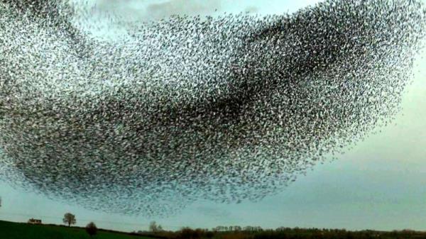 A murmuration of starlings over Co Meath. Photo: Philip Bromwell/RTÉ