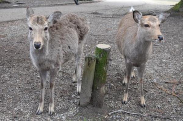 奈良的圣鹿受到了1000多年的保护，在基因上与日本的其他鹿不同