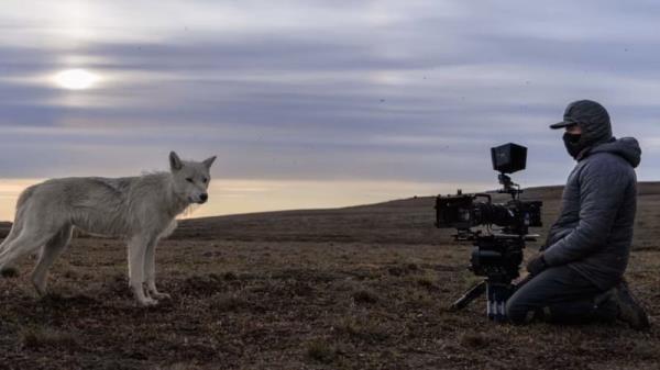 Camera operator John Shier meets an Arctic wolf in Planet Earth III. Photo: BBC Studios/© Ro<em></em>nan Donovan