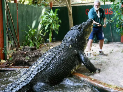 邂逅泰国巨型鳄鱼：一个迷人的故事