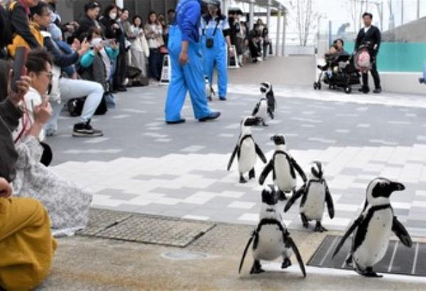 福冈水族馆每天的“企鹅大游行”吸引了大批游客