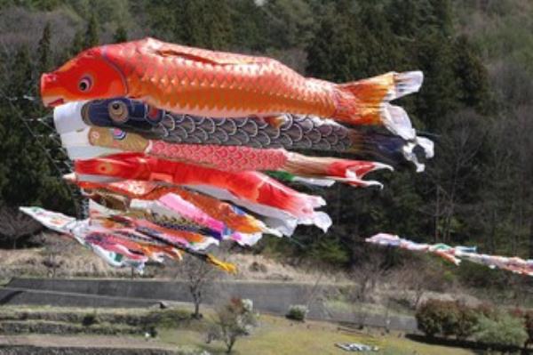 简单的日本新闻翻译:450条鲤鱼在山梨县山区“游泳”