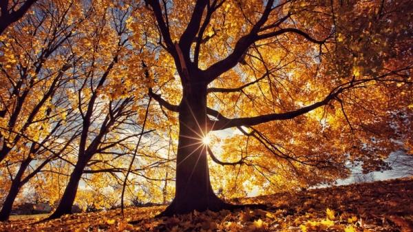 A feast of carotenoids. Photo: Getty Images