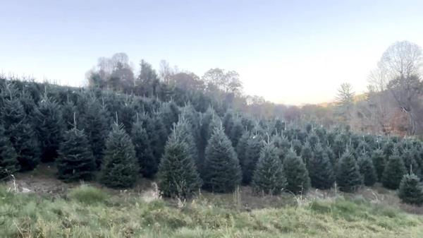 格威内特县加倍努力帮助北卡罗来纳州的圣诞树种植者