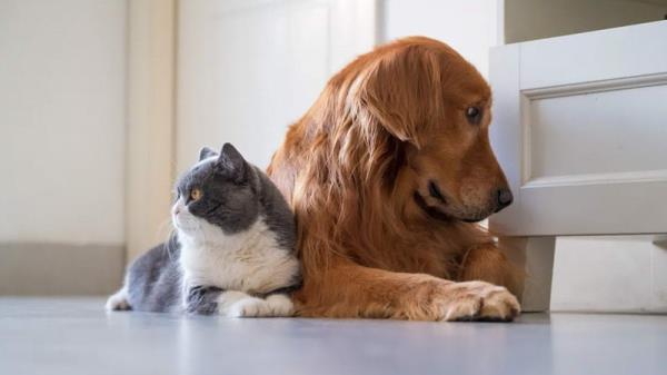 Pets2