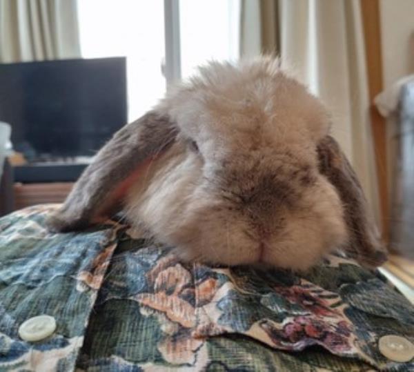 随着动物葬礼在日本变得越来越普遍，失去宠物后的悲伤和寻找安慰