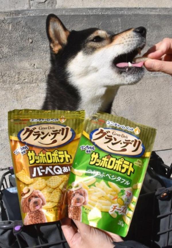 日本豪华宠物市场增长，因为主人希望宠爱“家人”