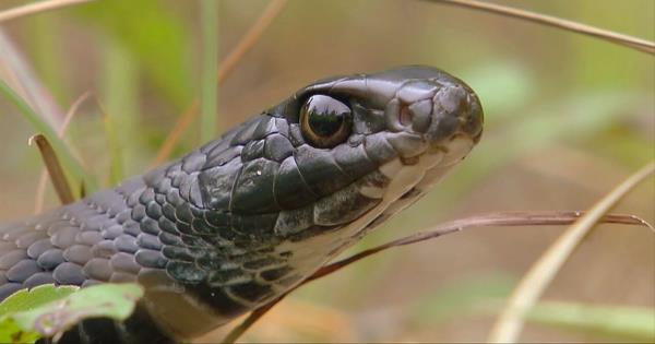 专家警告说，格鲁吉亚的蛇季即将来临
