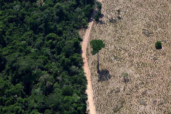 A tree stands at a deforested area in Maraba, Para state, Brazil. (Reuters-Yonhap)