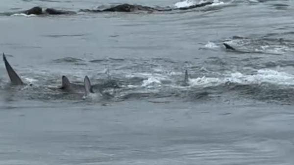 【惊魂瞬间】黄金海岸浪点惊现鲨群疯狂掠食，离岸仅数米游客惊恐逃散！