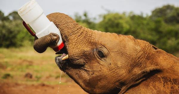 【萌翻全场！小象孤儿等奶喝急得团团转，网友：心都化了！】