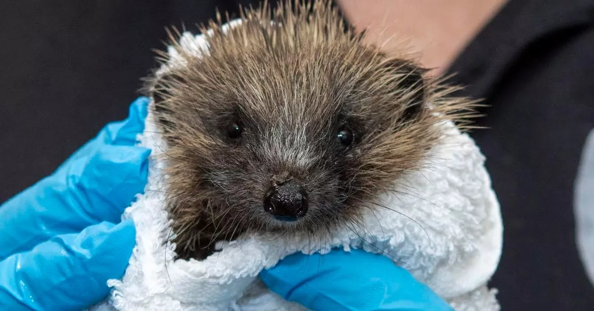 苏格兰夫妇爱心爆棚！把家改成刺猬医院，还开起“刺猬救护车”