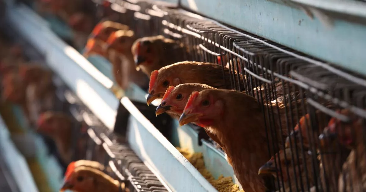 男子感染新型禽流感病毒不幸离世，全球首例引发警惕