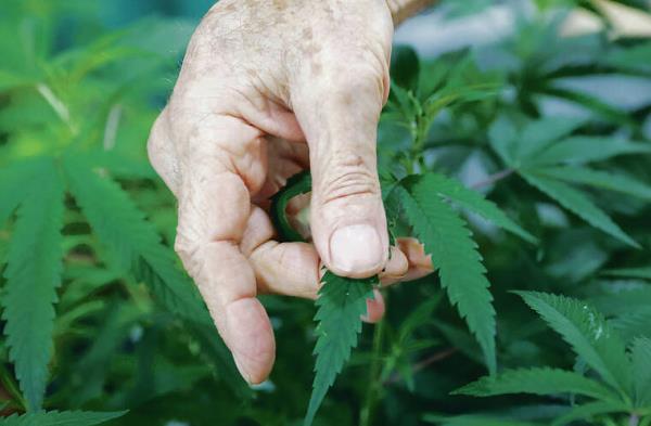 娱乐性大麻合法化法案遇冷，支持者寥寥无几