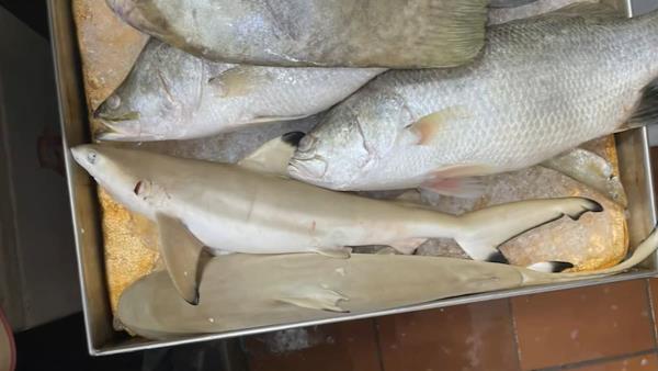 新加坡市场惊现无证销售：受保护鲨鱼和鳐鱼竟被当作海鲜贩卖！